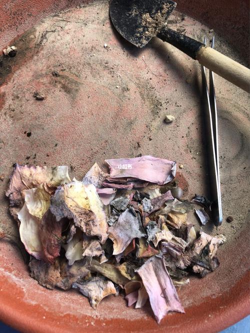 玉蝶黑腐了怎么办，玉蝶叶子发黑是黑腐吗？-第3张图片-优品飞百科