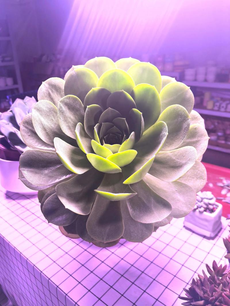 玉蝶黑腐了怎么办，玉蝶叶子发黑是黑腐吗？-第4张图片-优品飞百科