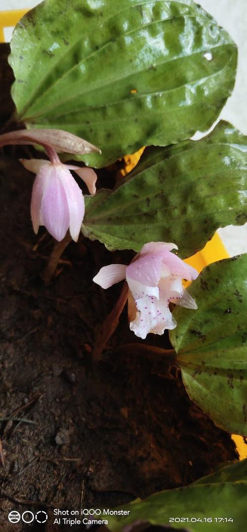 独花兰与一叶兰区别，独叶兰花费用