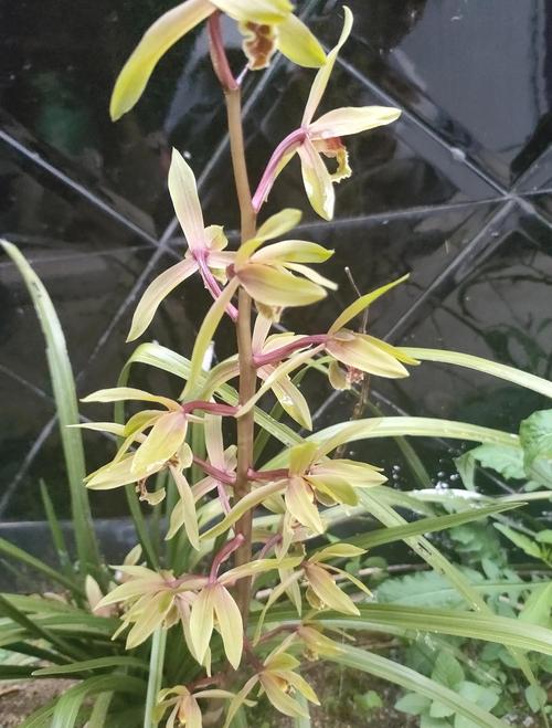 独花兰与一叶兰区别，独叶兰花费用-第2张图片-优品飞百科