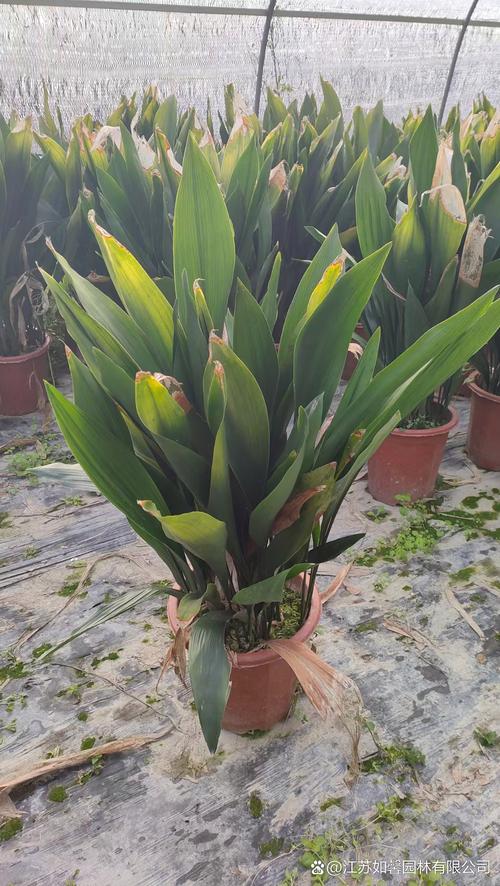 独花兰与一叶兰区别，独叶兰花费用-第3张图片-优品飞百科