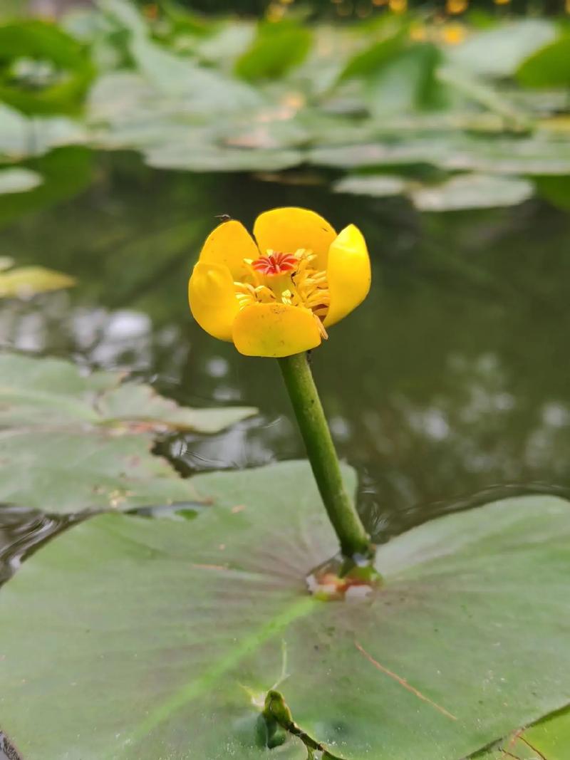 萍蓬草的文化背景，萍蓬草和睡莲的区别？-第2张图片-优品飞百科