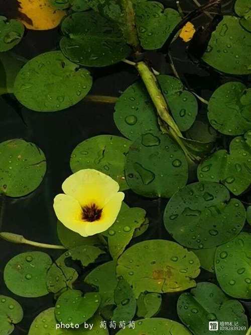 萍蓬草的文化背景，萍蓬草和睡莲的区别？-第4张图片-优品飞百科