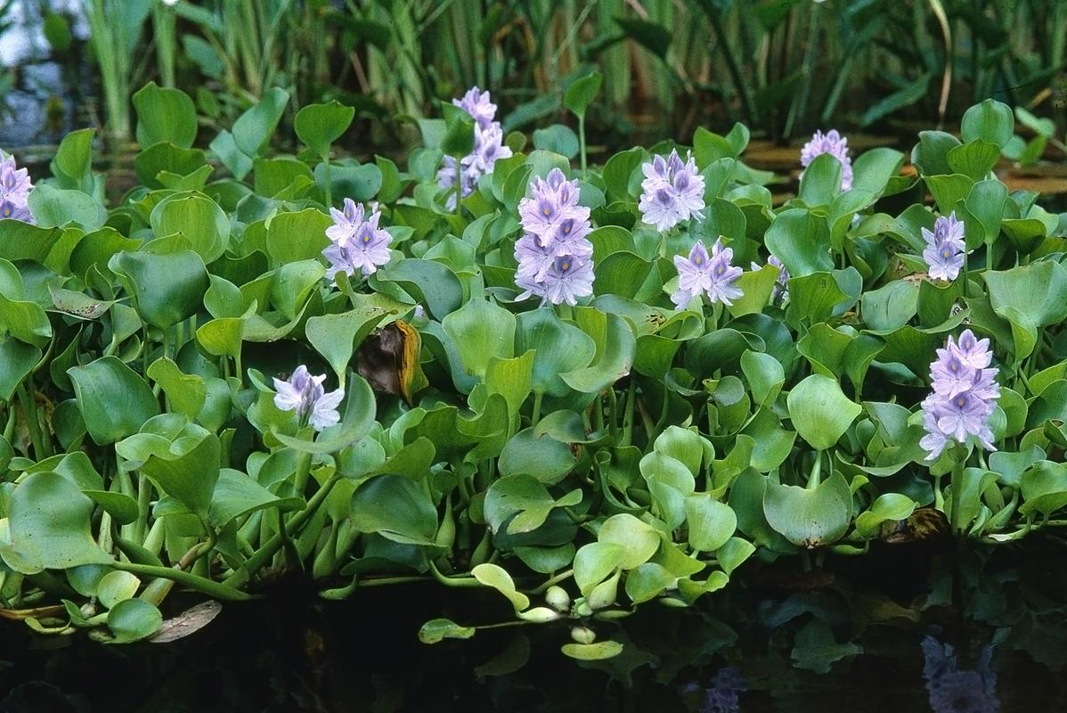 萍蓬草的文化背景，萍蓬草和睡莲的区别？-第5张图片-优品飞百科