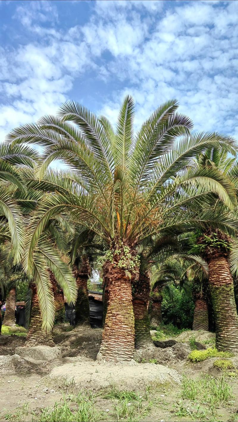 盆栽棕榈的种类介绍？盆栽棕榈的种类介绍图片？