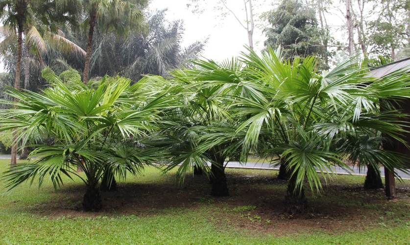 盆栽棕榈的种类介绍?盆栽棕榈的种类介绍图片?-第2张图片-优品飞百科 盆栽棕榈的种类介绍?盆栽棕榈的种类介绍图片?-第2张图片-优品飞百科