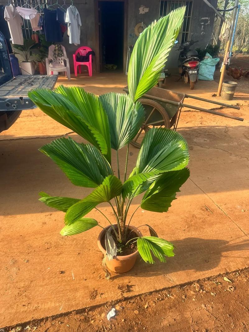 盆栽棕榈的种类介绍?盆栽棕榈的种类介绍图片?-第3张图片-优品飞百科 盆栽棕榈的种类介绍?盆栽棕榈的种类介绍图片?-第3张图片-优品飞百科