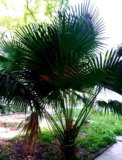 盆栽棕榈的种类介绍?盆栽棕榈的种类介绍图片?-第5张图片-优品飞百科 盆栽棕榈的种类介绍?盆栽棕榈的种类介绍图片?-第5张图片-优品飞百科