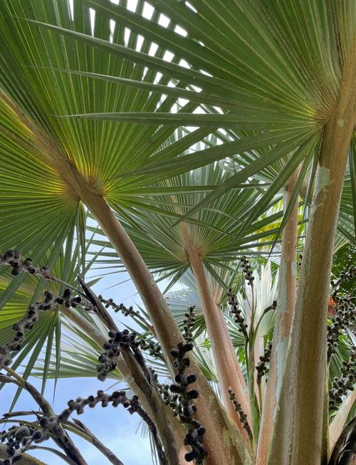 盆栽棕榈的种类介绍?盆栽棕榈的种类介绍图片?-第6张图片-优品飞百科 盆栽棕榈的种类介绍?盆栽棕榈的种类介绍图片?-第6张图片-优品飞百科