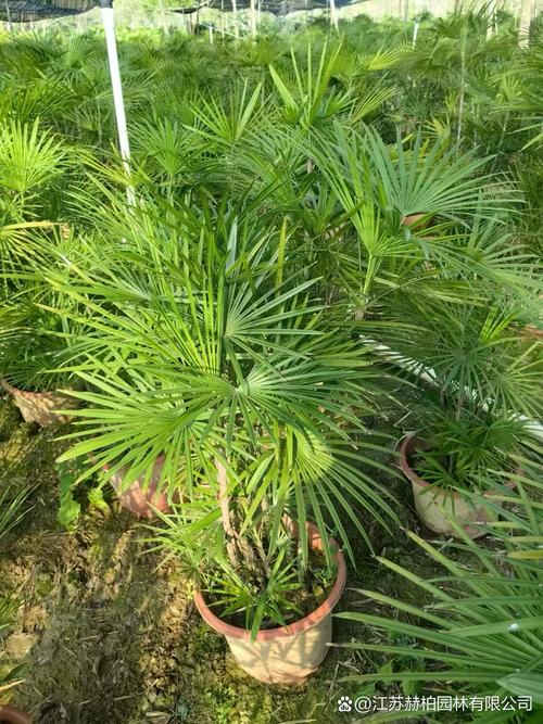 盆栽棕榈的种类介绍?盆栽棕榈的种类介绍图片?-第7张图片-优品飞百科 盆栽棕榈的种类介绍?盆栽棕榈的种类介绍图片?-第7张图片-优品飞百科