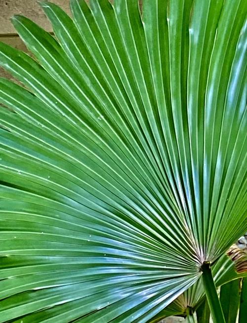 盆栽棕榈的种类介绍?盆栽棕榈的种类介绍图片?-第8张图片-优品飞百科 盆栽棕榈的种类介绍?盆栽棕榈的种类介绍图片?-第8张图片-优品飞百科