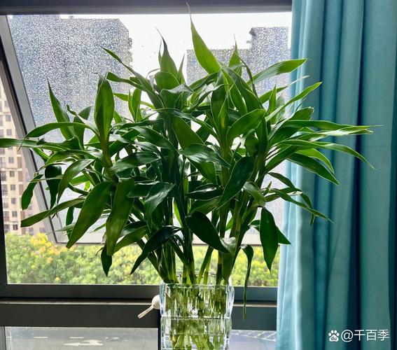 富贵竹黄叶的原因和处理办法？富贵竹黄叶是什么毛病？