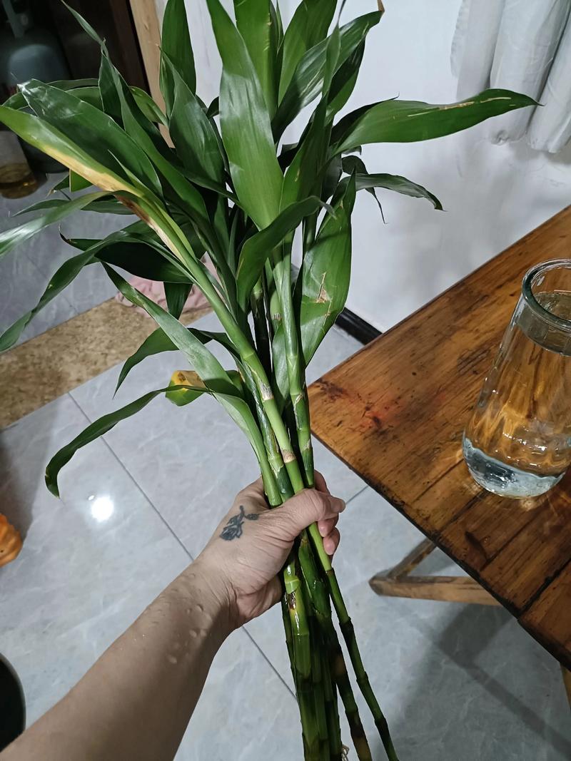 富贵竹黄叶的原因和处理办法？富贵竹黄叶是什么毛病？-第2张图片-优品飞百科