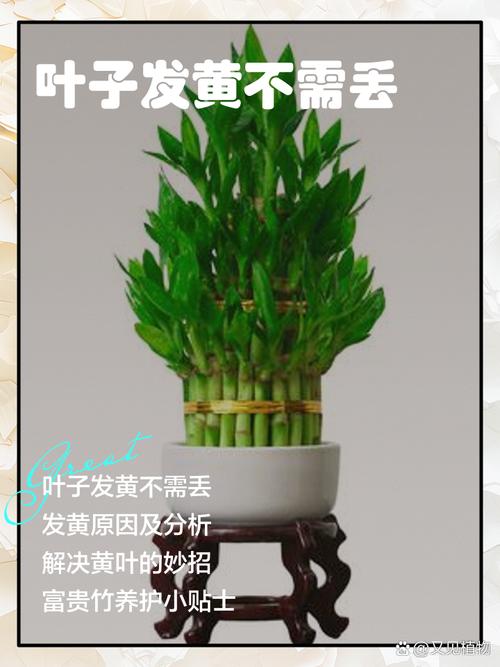 富贵竹黄叶的原因和处理办法？富贵竹黄叶是什么毛病？-第3张图片-优品飞百科