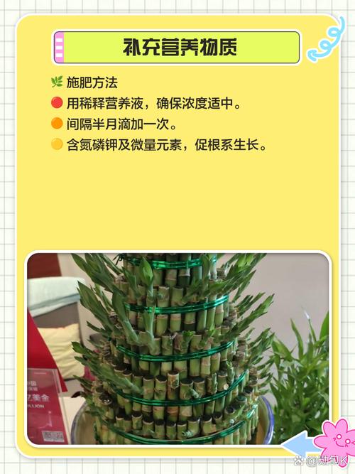 富贵竹黄叶的原因和处理办法？富贵竹黄叶是什么毛病？-第4张图片-优品飞百科