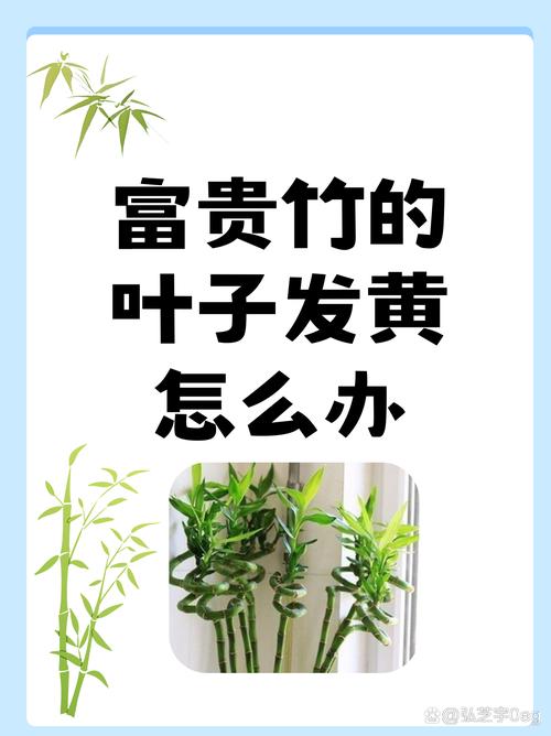 富贵竹黄叶的原因和处理办法？富贵竹黄叶是什么毛病？-第5张图片-优品飞百科