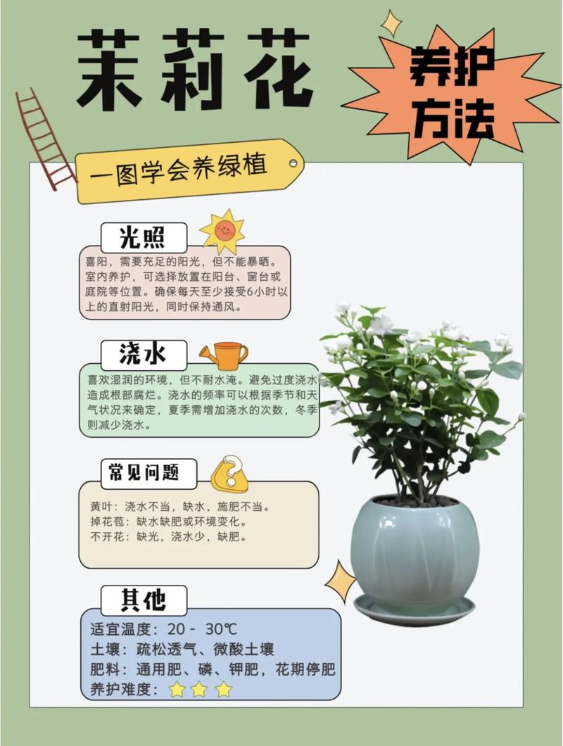 茉莉花的养殖方法和注意事项，虎头茉莉花的养殖方法和注意事项？