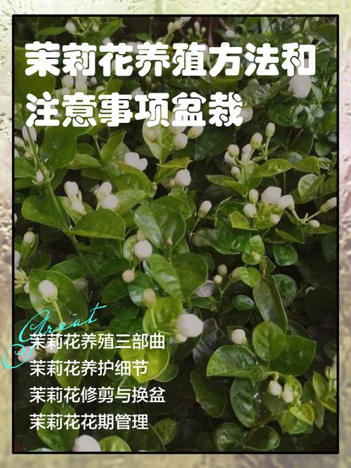 茉莉花的养殖方法和注意事项，虎头茉莉花的养殖方法和注意事项？-第3张图片-优品飞百科