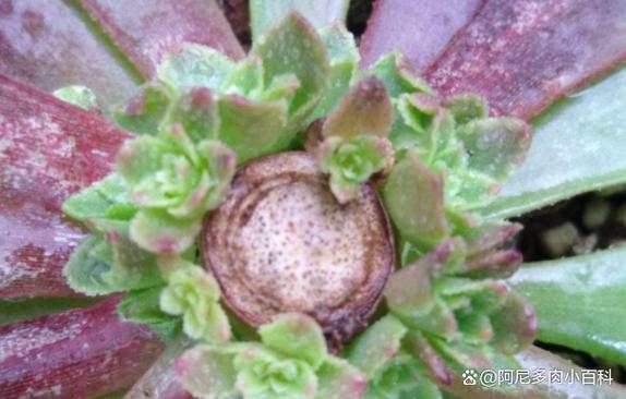 多肉侧芽怎么分株？多肉的侧芽怎么种？-第1张图片-优品飞百科