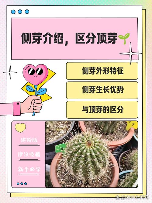 多肉侧芽怎么分株？多肉的侧芽怎么种？-第2张图片-优品飞百科