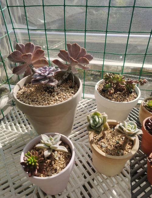 多肉侧芽怎么分株？多肉的侧芽怎么种？-第3张图片-优品飞百科