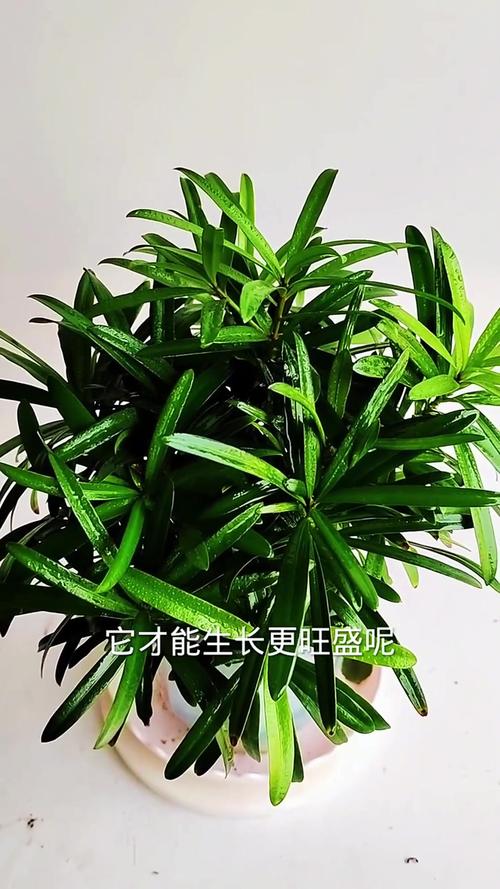 罗汉松可以用啤酒浇吗，罗汉松能浇啤酒吗?-第2张图片-优品飞百科