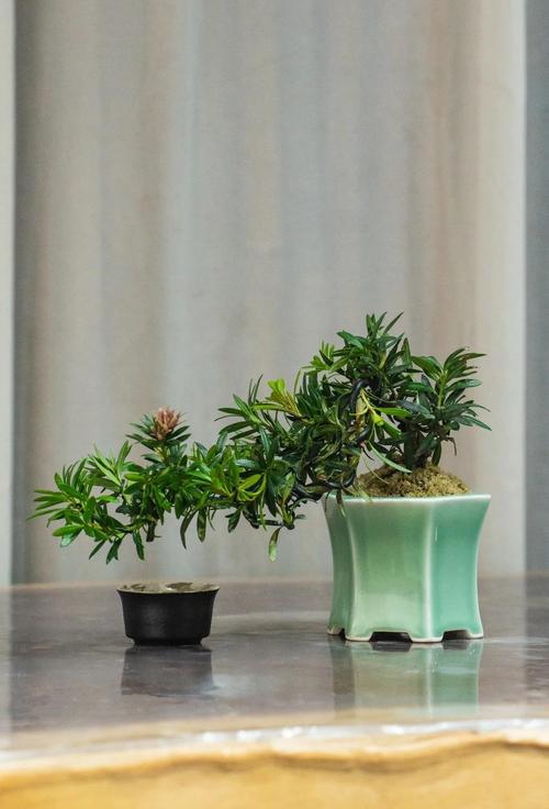 罗汉松可以用啤酒浇吗，罗汉松能浇啤酒吗?-第4张图片-优品飞百科