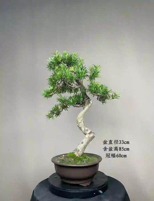 罗汉松可以用啤酒浇吗，罗汉松能浇啤酒吗?-第5张图片-优品飞百科