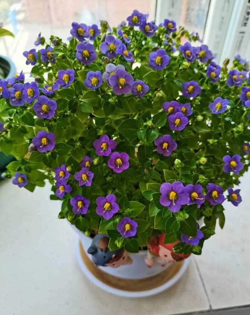 紫芳草的养殖方法？紫芳草图片？-第1张图片-优品飞百科