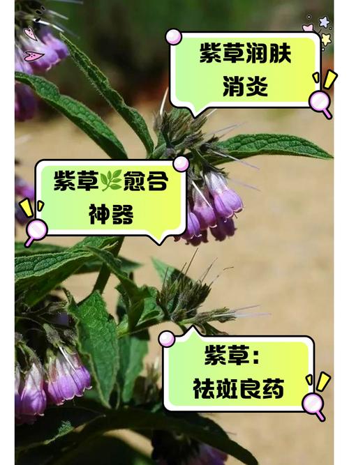 紫芳草的养殖方法？紫芳草图片？-第2张图片-优品飞百科