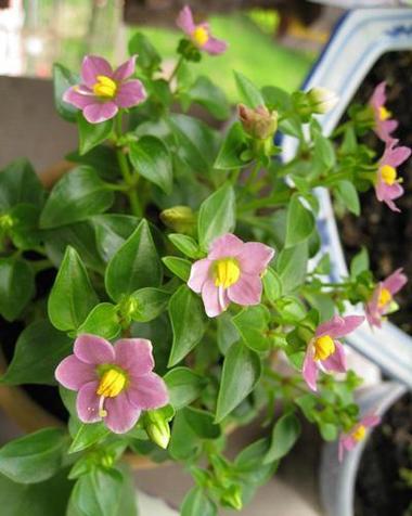 紫芳草的养殖方法？紫芳草图片？-第3张图片-优品飞百科