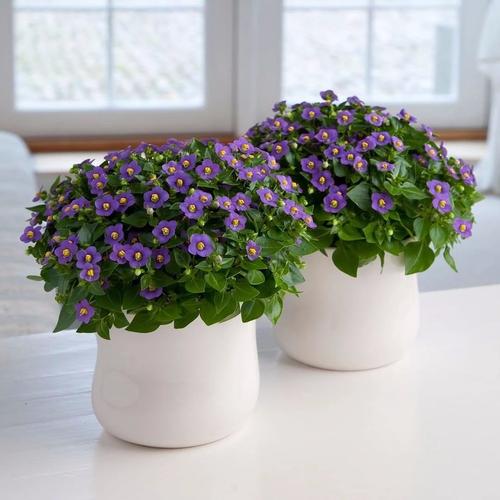 紫芳草的养殖方法？紫芳草图片？-第4张图片-优品飞百科