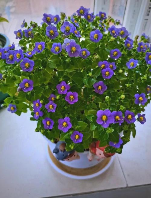 紫芳草的养殖方法？紫芳草图片？-第5张图片-优品飞百科