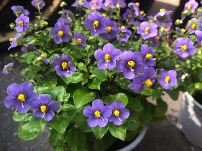 紫芳草的养殖方法？紫芳草图片？-第6张图片-优品飞百科