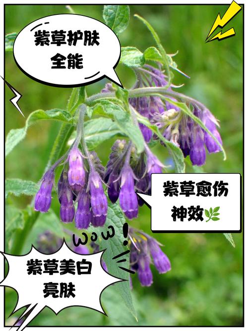 紫芳草的养殖方法？紫芳草图片？-第7张图片-优品飞百科