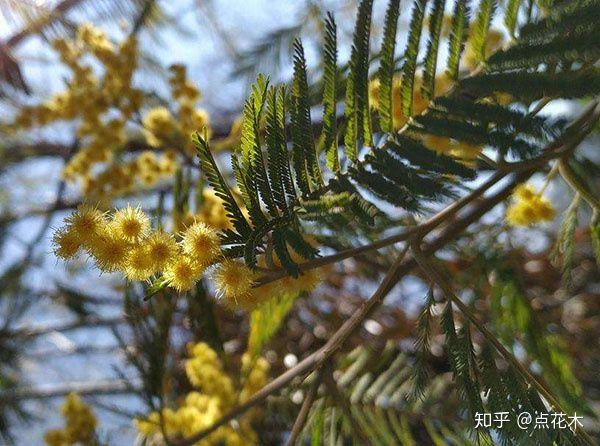 银荆的养殖方法和注意事项？银荆是什么树？-第1张图片-优品飞百科