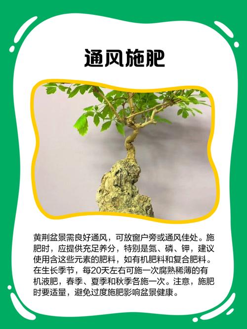 银荆的养殖方法和注意事项？银荆是什么树？-第2张图片-优品飞百科