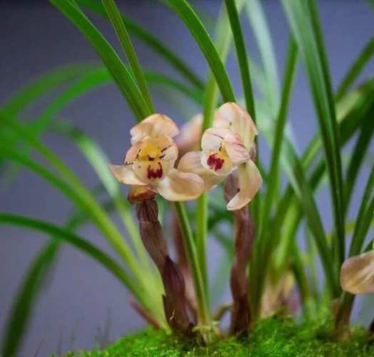 兰花缺肥有什么表现，兰花缺肥有什么表现图片？