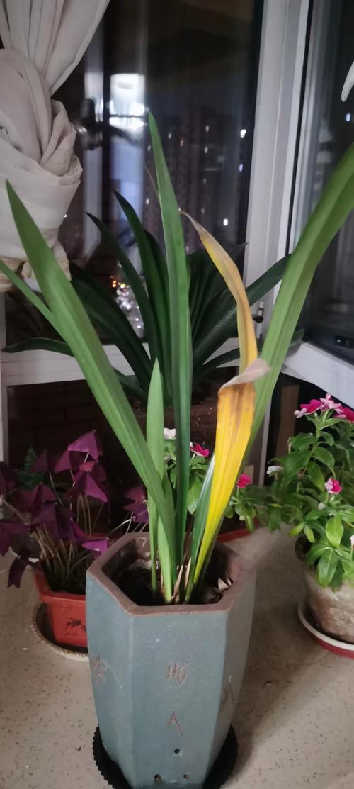 兰花缺肥有什么表现，兰花缺肥有什么表现图片？-第2张图片-优品飞百科