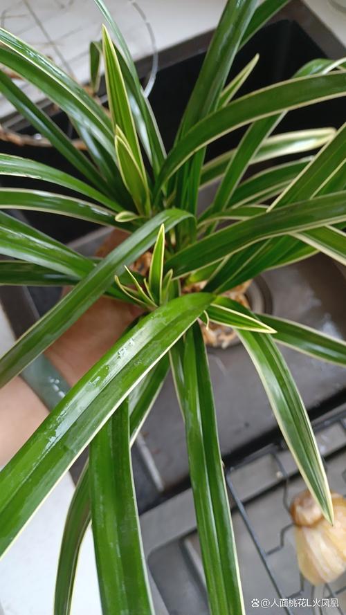 兰花缺肥有什么表现，兰花缺肥有什么表现图片？-第4张图片-优品飞百科