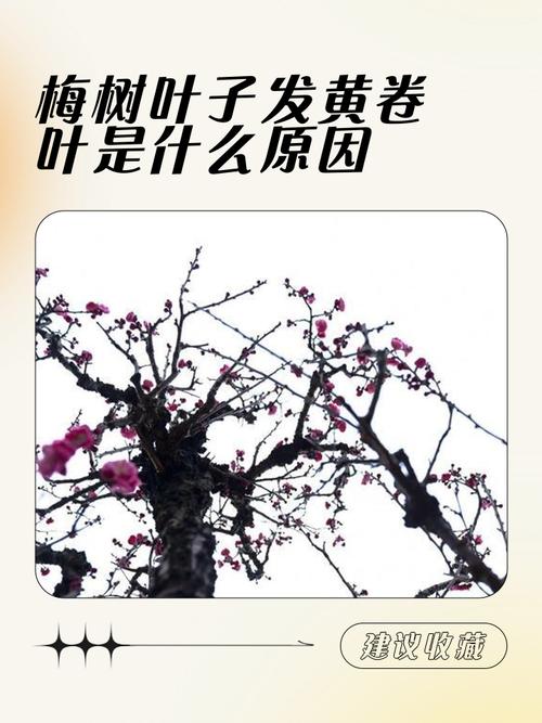 腊梅叶子发黄怎么办，腊梅叶子发黄怎么办呢