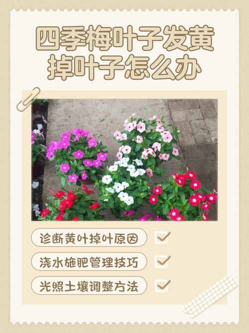 腊梅叶子发黄怎么办，腊梅叶子发黄怎么办呢-第2张图片-优品飞百科