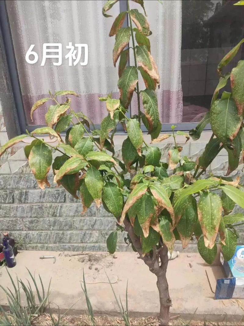 腊梅叶子发黄怎么办，腊梅叶子发黄怎么办呢-第3张图片-优品飞百科