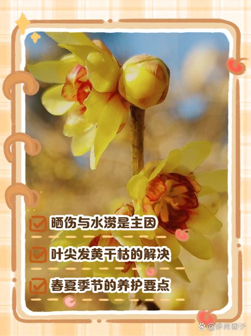 腊梅叶子发黄怎么办，腊梅叶子发黄怎么办呢-第4张图片-优品飞百科