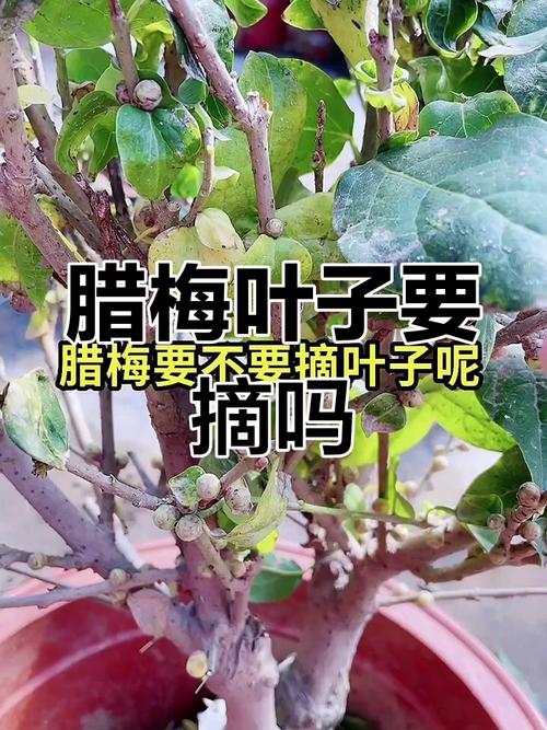 腊梅叶子发黄怎么办，腊梅叶子发黄怎么办呢-第5张图片-优品飞百科