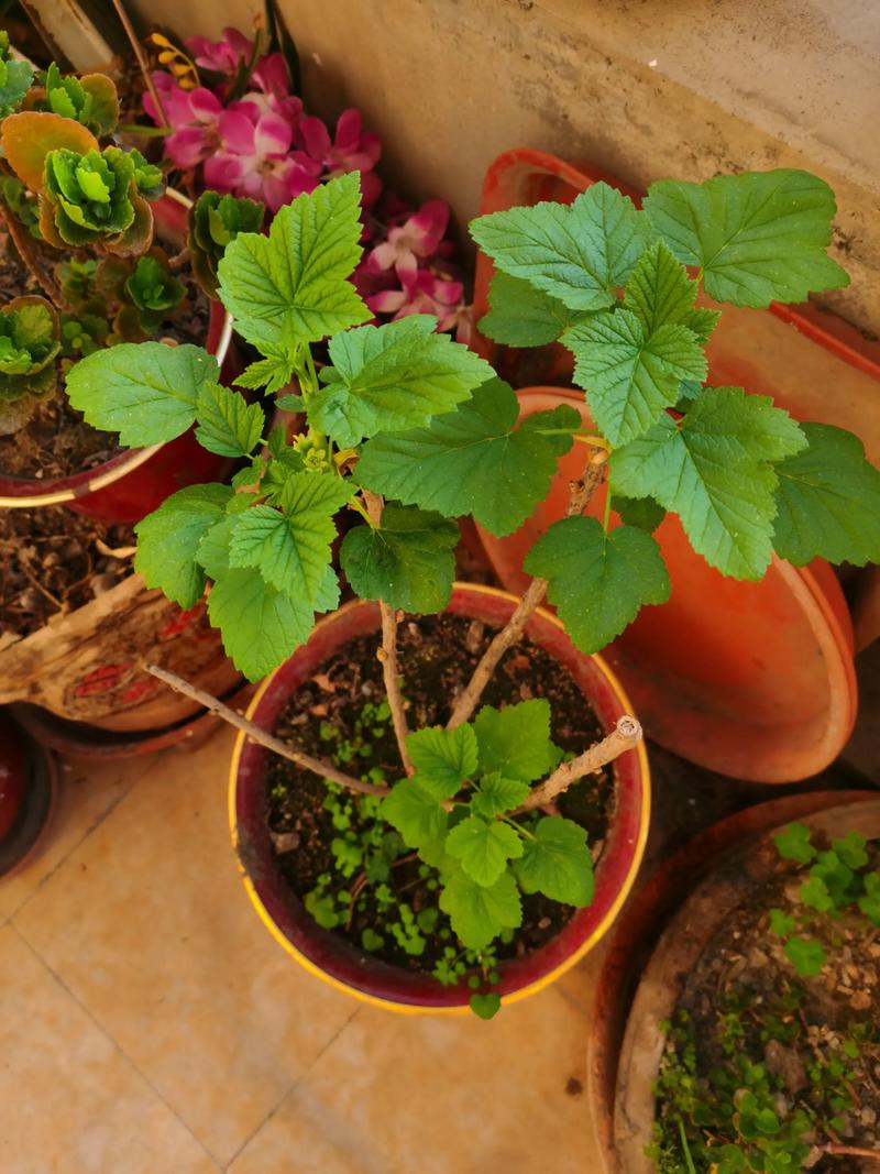 腊梅叶子发黄怎么办，腊梅叶子发黄怎么办呢-第6张图片-优品飞百科