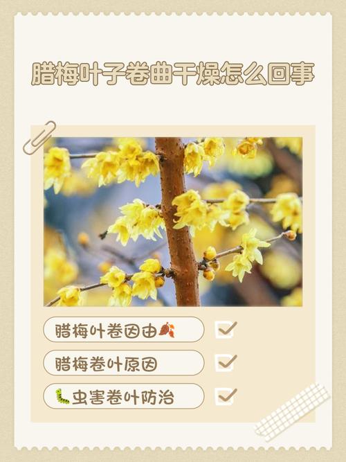 腊梅叶子发黄怎么办，腊梅叶子发黄怎么办呢-第7张图片-优品飞百科