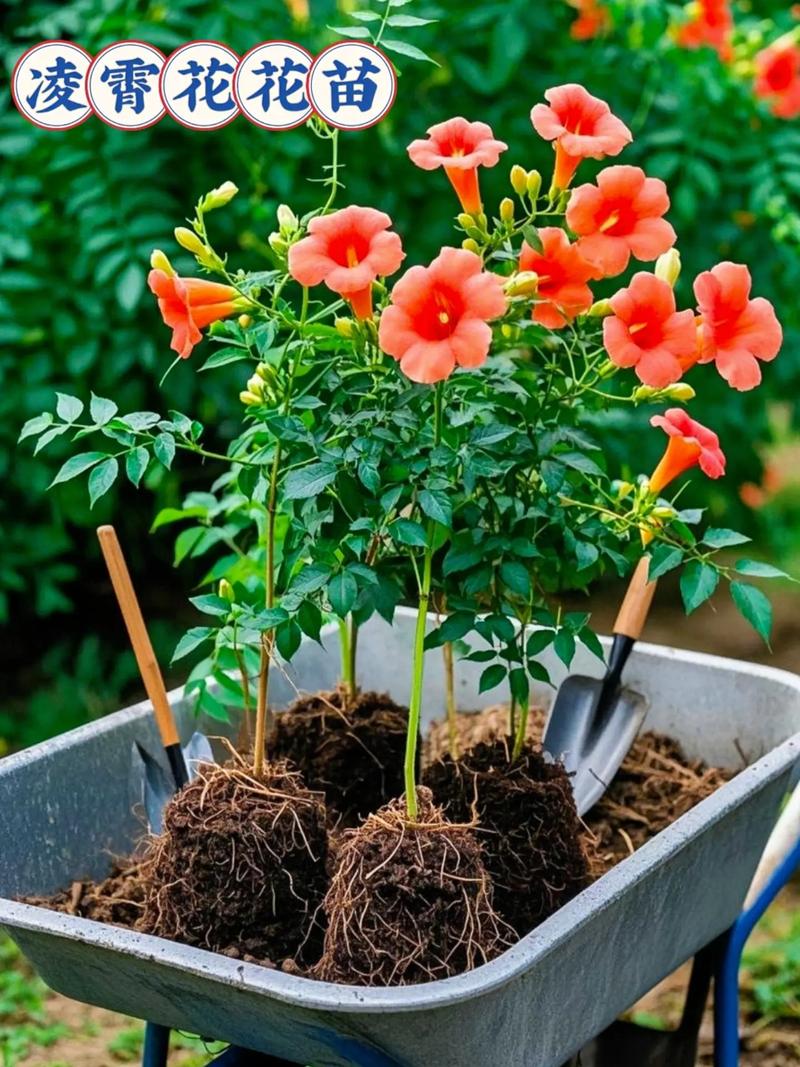 凌霄花种几年能开花？凌霄花花期多久一年开几次花？