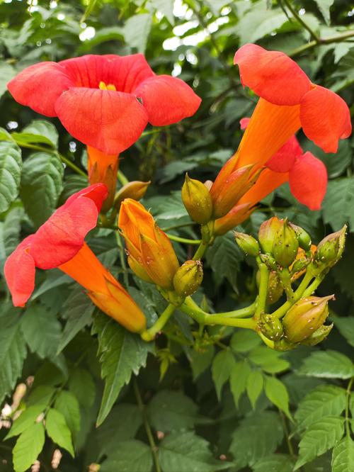 凌霄花种几年能开花？凌霄花花期多久一年开几次花？-第2张图片-优品飞百科