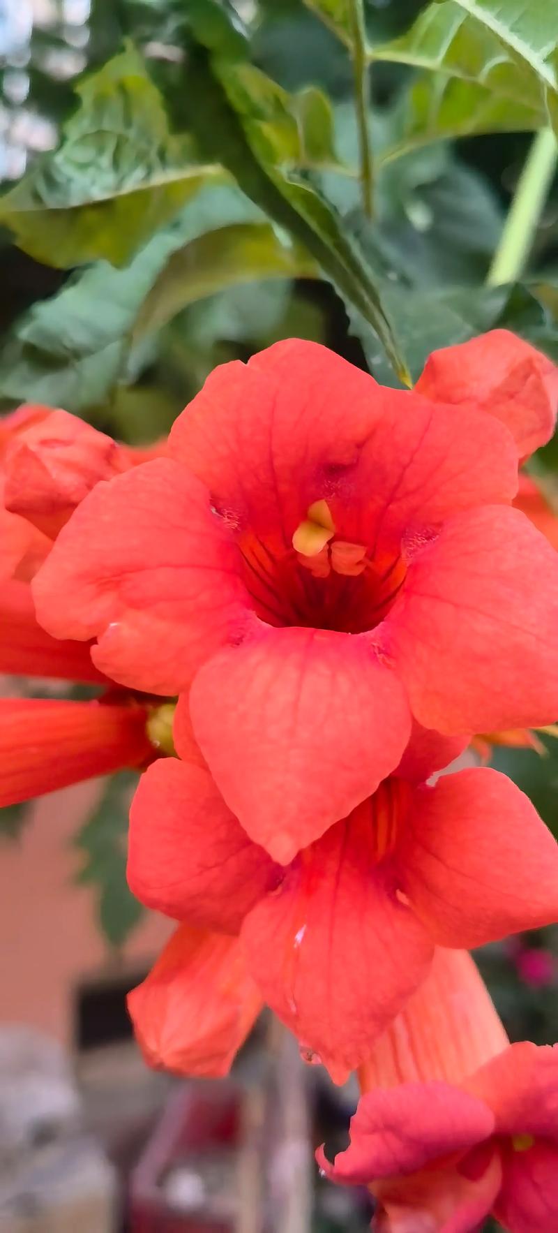 凌霄花种几年能开花？凌霄花花期多久一年开几次花？-第3张图片-优品飞百科